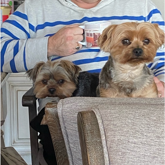 Meet your Posher, Posh - Picture 1 of 1